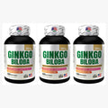 GINKGO BILOBA AMERICANO X 3 UND